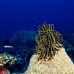 crinoid_jr_v_0705_png0389.jpg